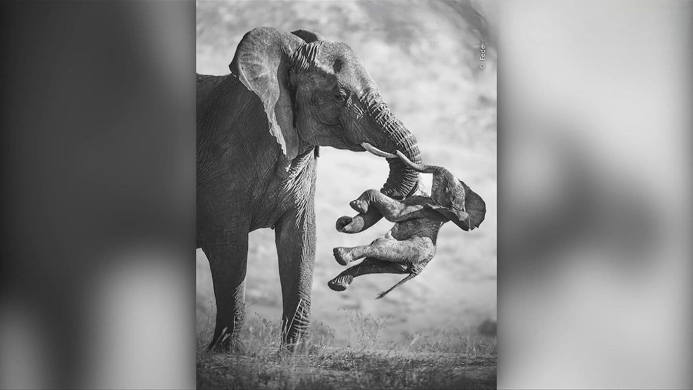 Fotógrafo Federico Veronesi Gana Premio 2026 con Imagen de Elefanta y su Cría Muerta