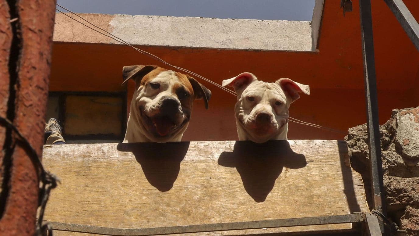 'No Podemos con Todo': Rescatistas Sufren por Aumento de Animales Abandonados, Edomex