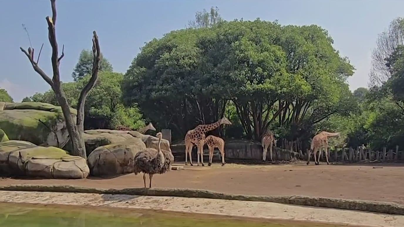 Activistas Piden Conocer Salud de Especies en Zoológico de Chapultepec
