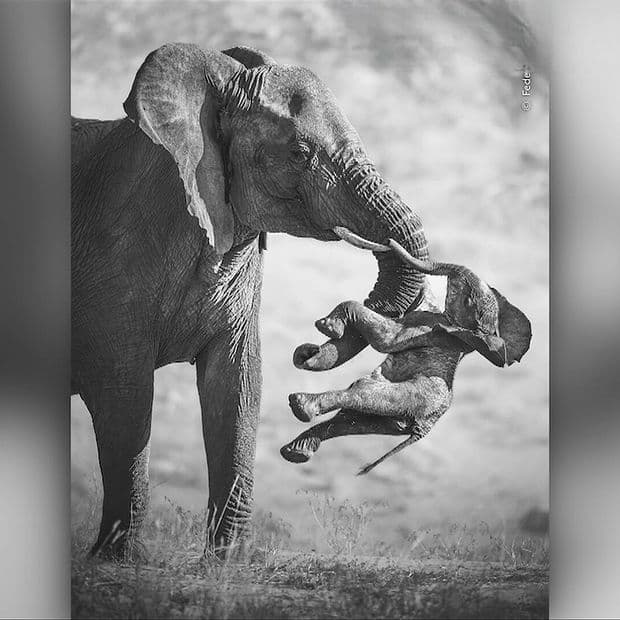 Ellos Son los Ganadores del Premio de Fotografía de Vida Silvestre 2026