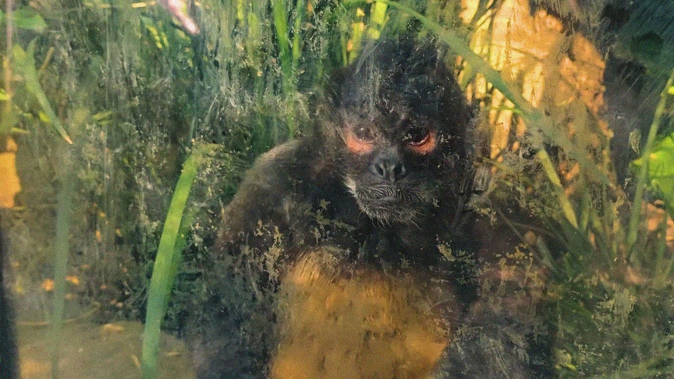 Activistas Tramitan Amparo para Conocer el Estado de Salud de los Animales en el Zoológico de Chapultepec