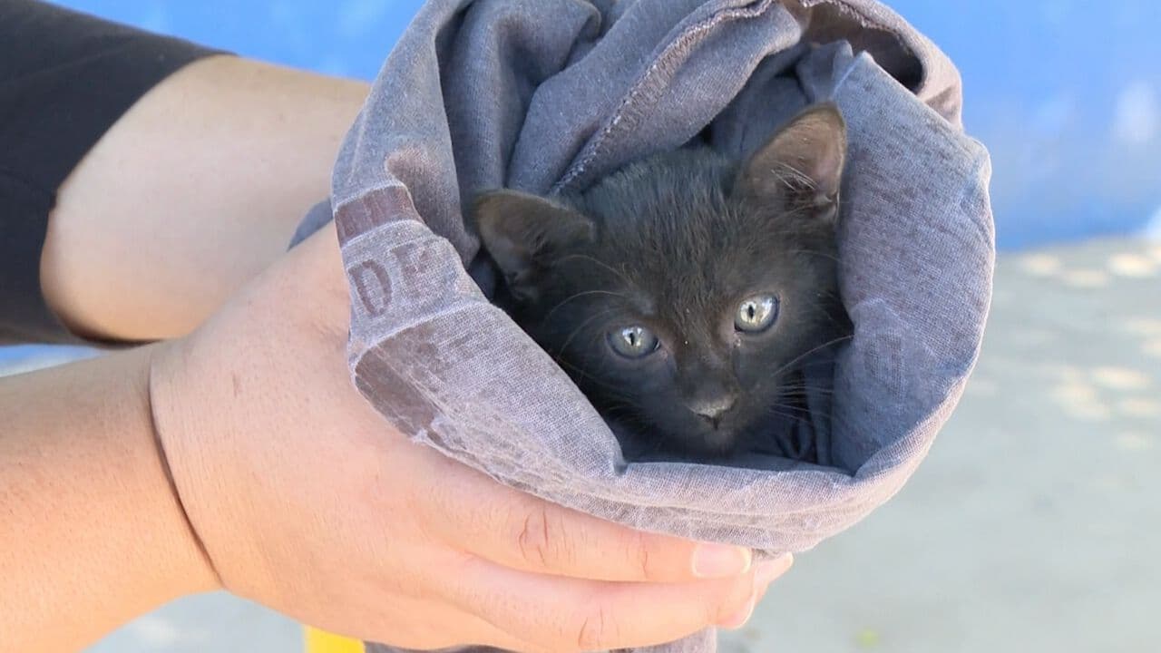 Rescatan a Gatito Atrapado en un Automóvil y Encuentra Nuevo Hogar en Hermosillo