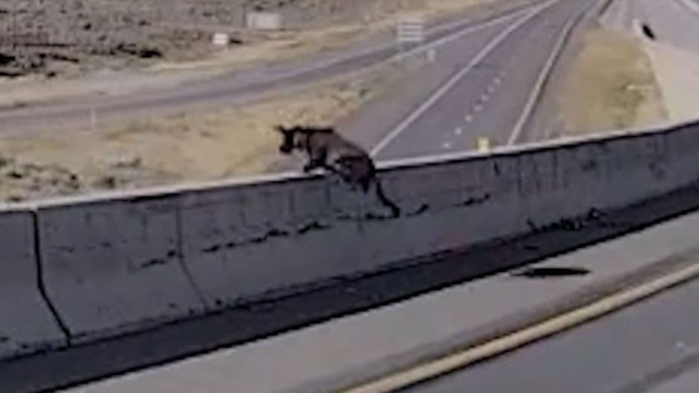 Perro Policía Resulta Herido al Caer de Paso Elevado Durante Operativo en Utah