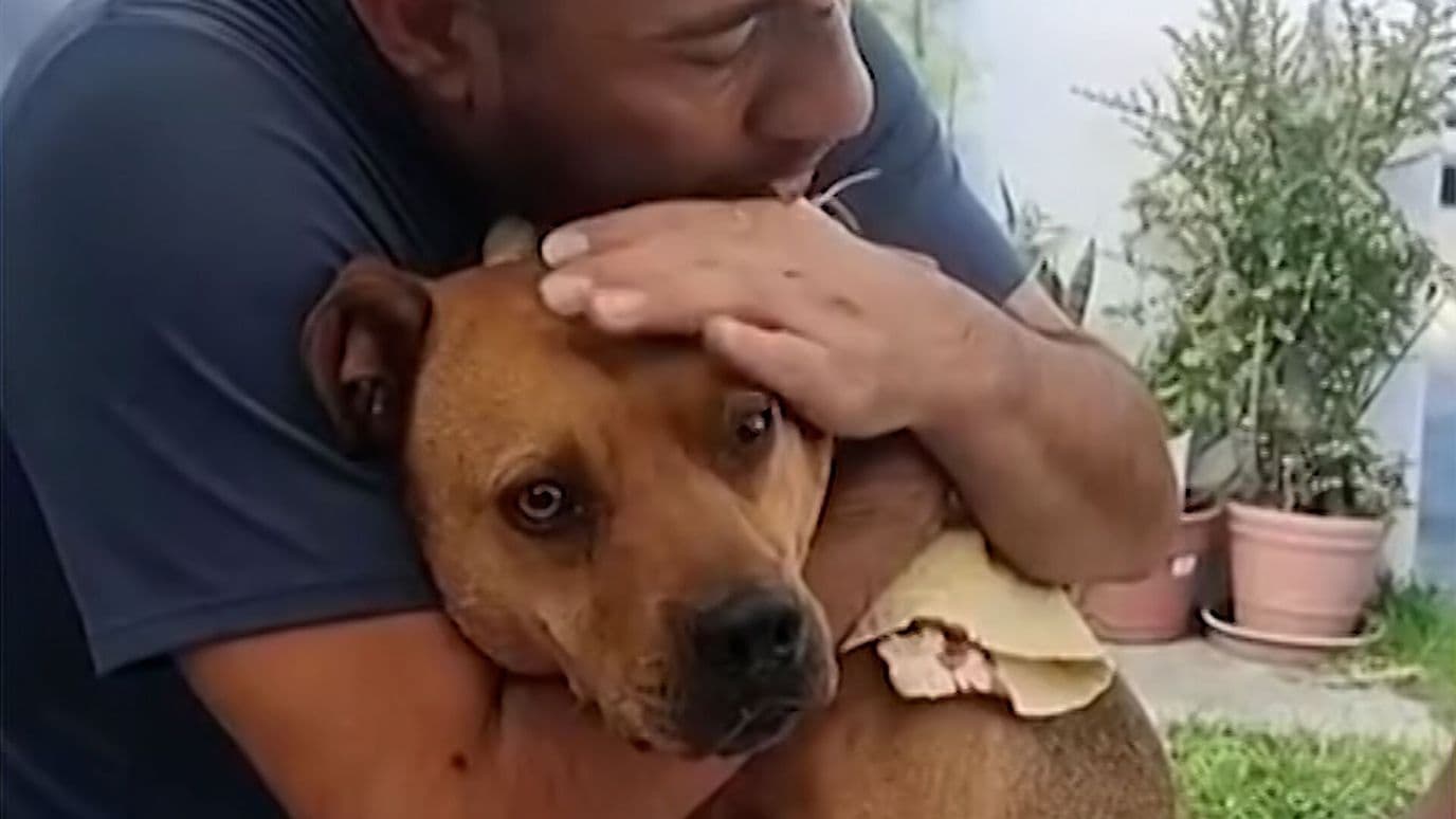 Rescatistas Atienden Casos de Maltrato Animal en Edomex