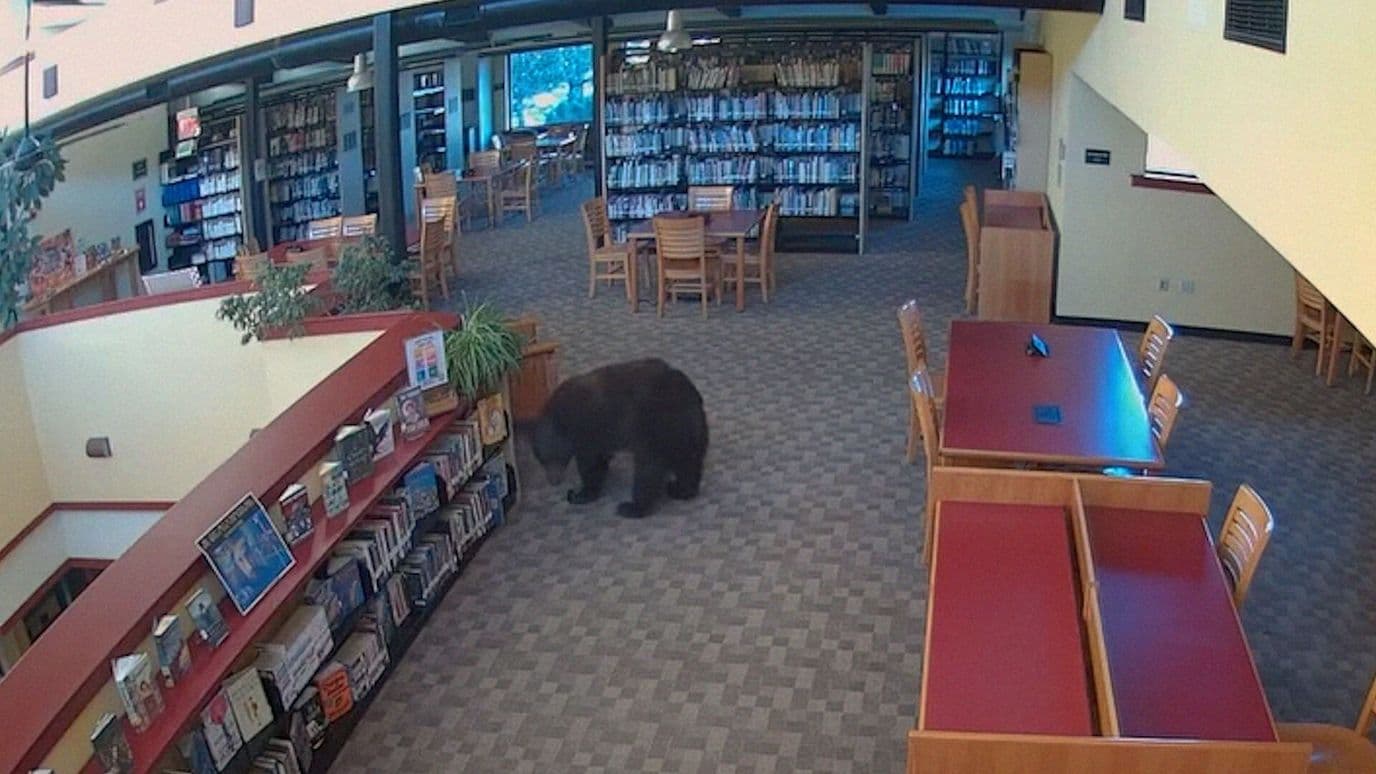 Un Oso Entra a una Biblioteca y Pasea por sus Pasillos en California