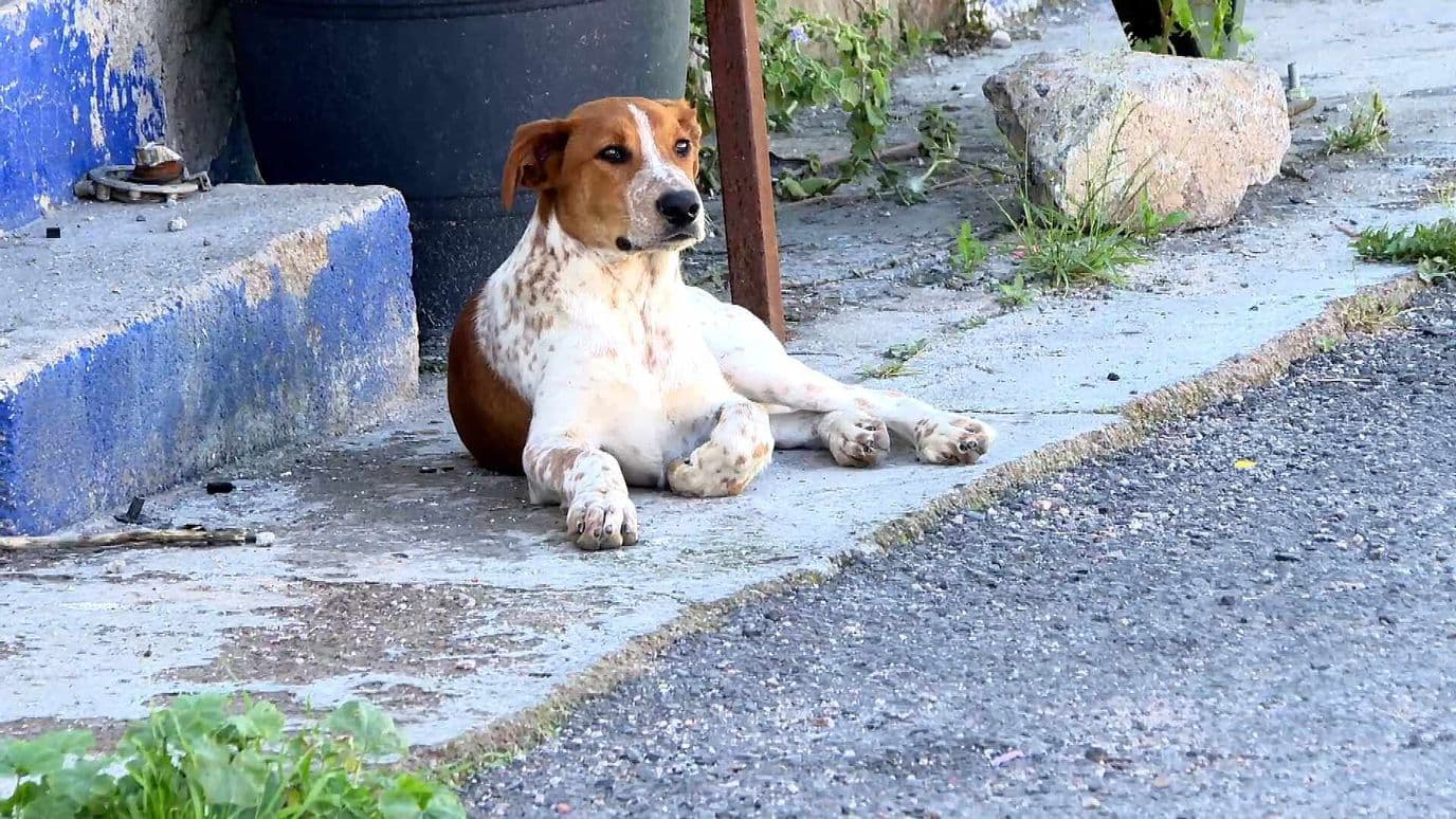 Envenenan Hasta 10 Perros por Semana en Fresnillo, Zacatecas