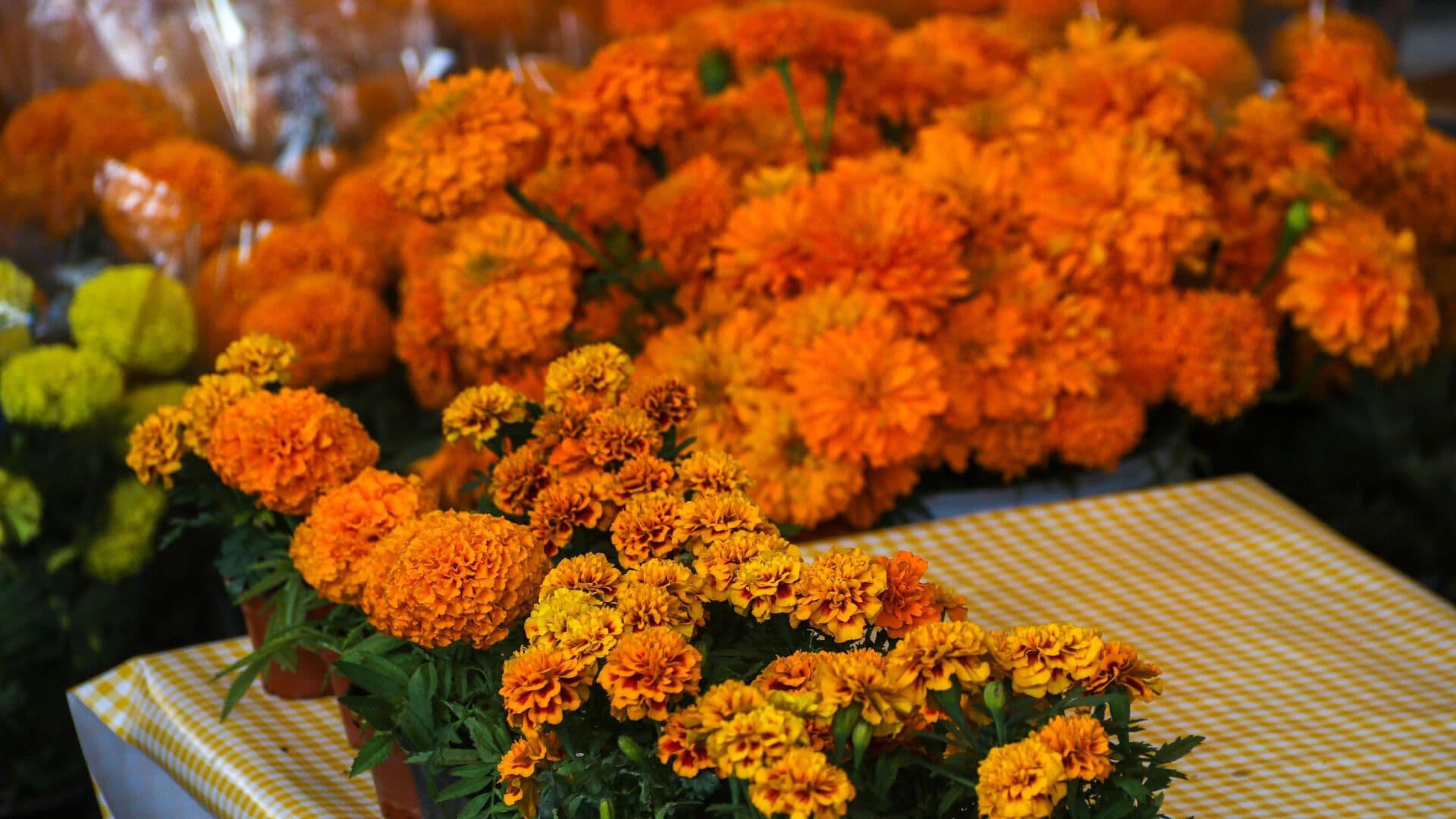 Inicia Venta de Artículos para Día de Muertos y Halloween en el Centro Histórico de CDMX