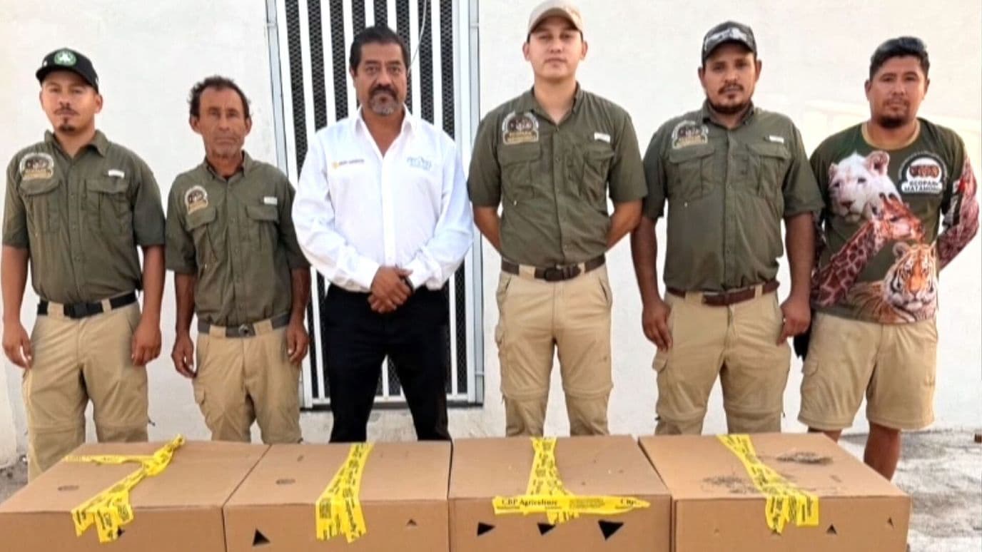 Rescatan 25 Loros Cabeza Amarilla en Matamoros, Tamaulipas