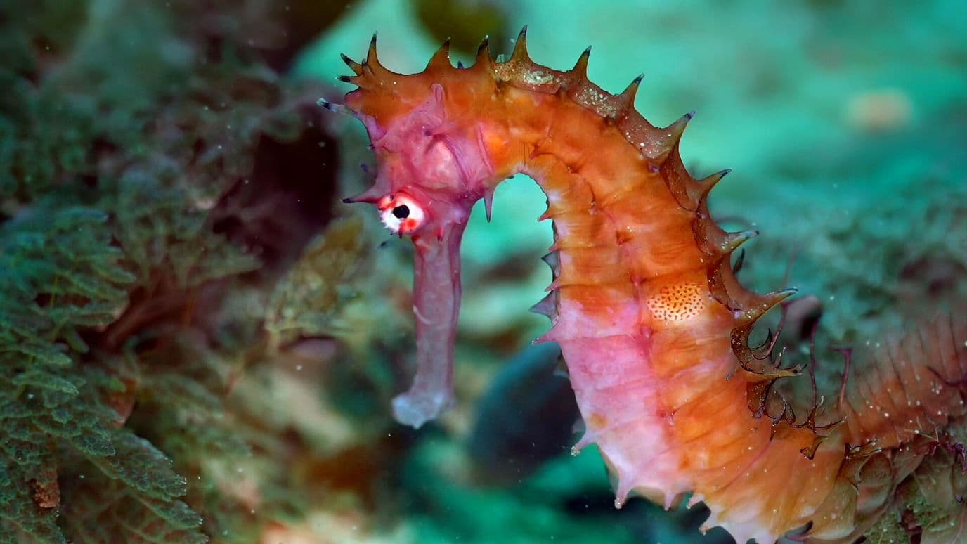 Este es el Caballito de Mar Espinoso