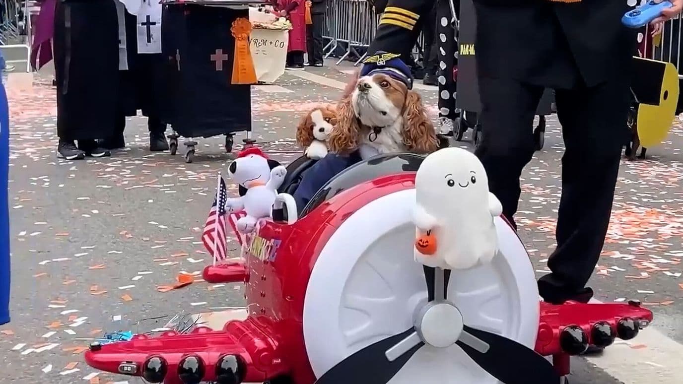 Desfile de Perros Disfrazados por Halloween en Nueva York
