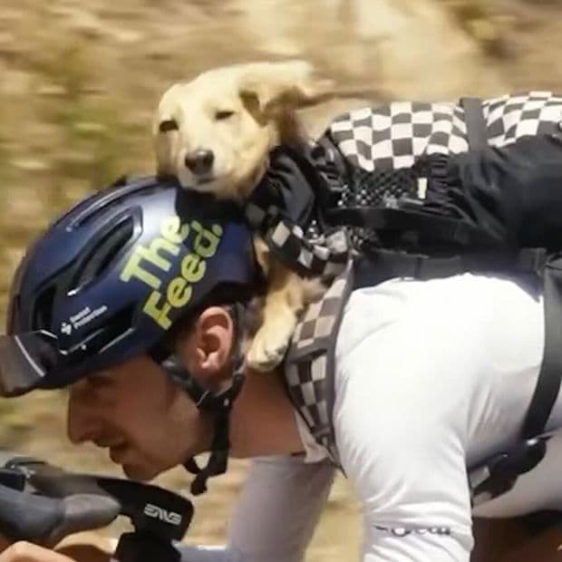 Ciclista Entrena Junto a su Perro Salchicha en la Espalda