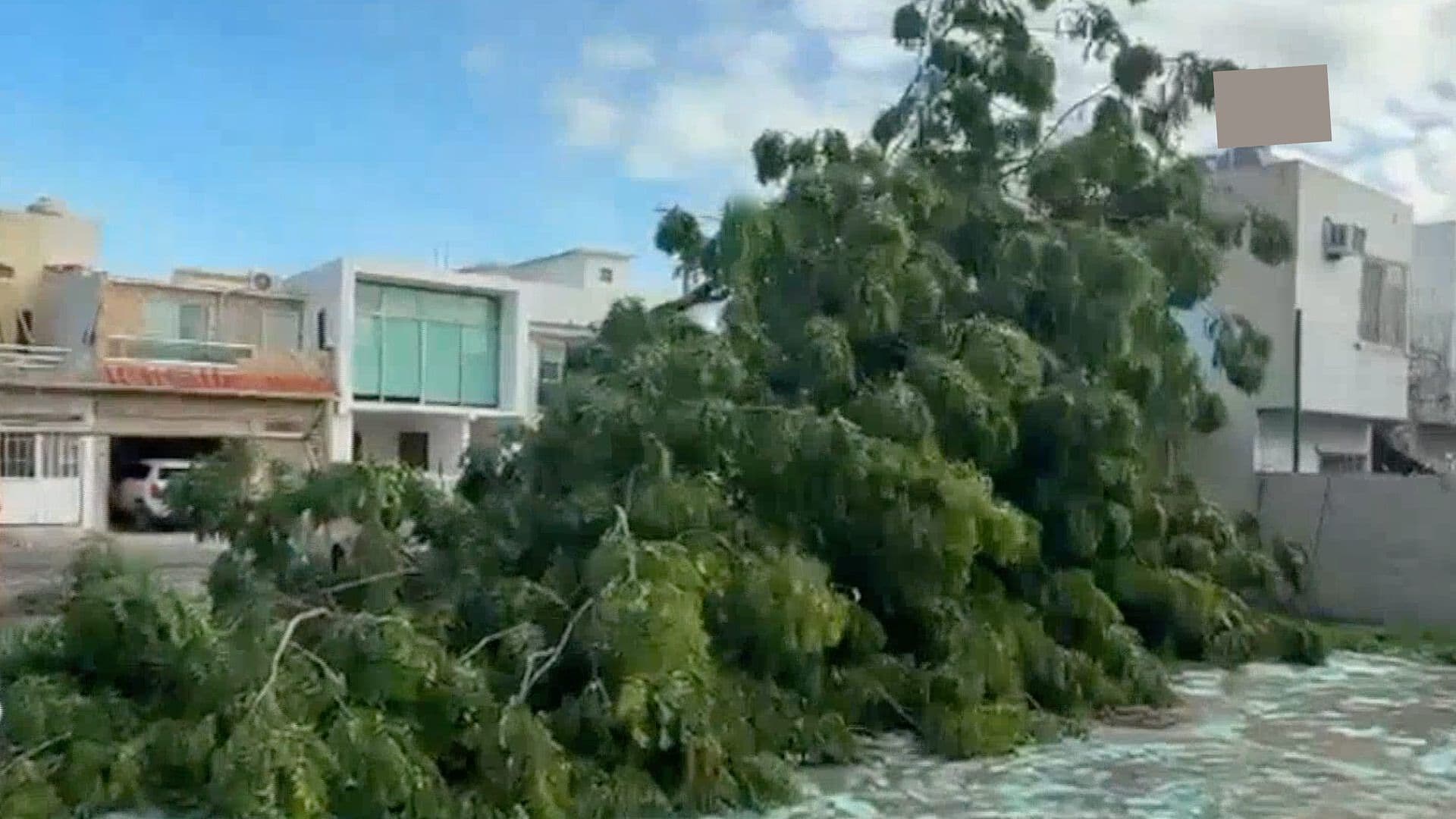 Colapsa Otro Árbol en un Parque al Poniente de la Ciudad de Veracruz