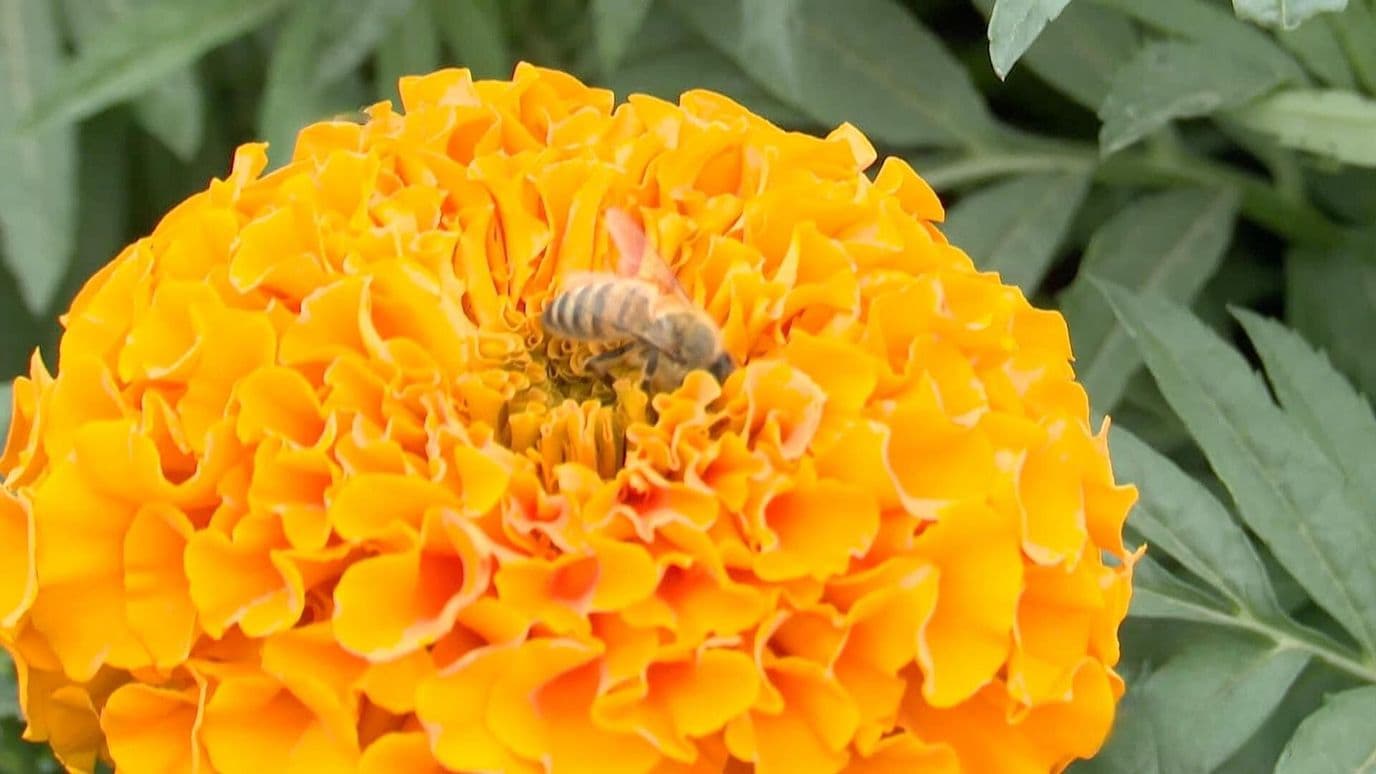 Comienza la Venta de Flor de Cempasúchil para el Día de Muertos en Ciudad Juárez