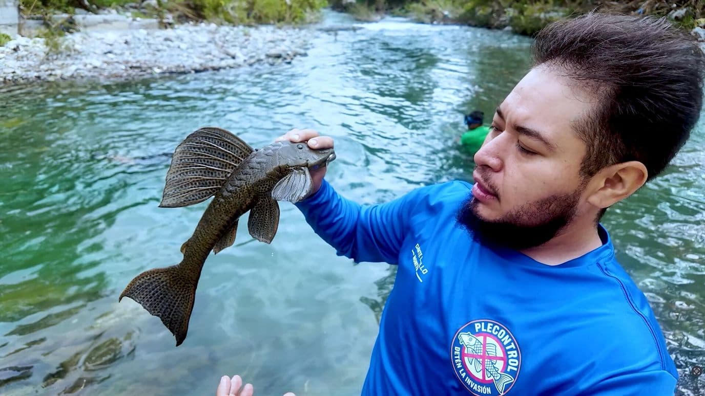 Buscan Frenar Invasión de Pez Diablo en Río La Silla en Guadalupe, Nuevo León
