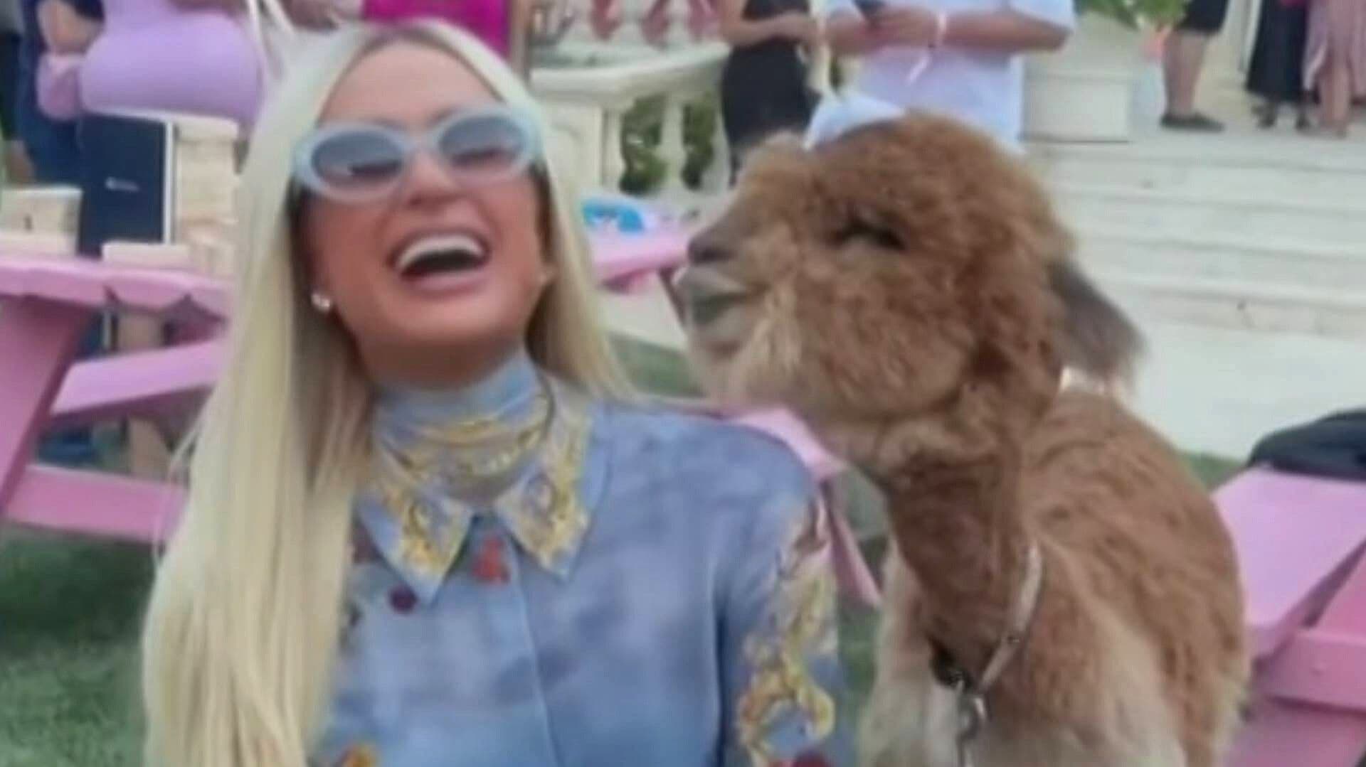 Video | Alpaca Escupe a Paris Hilton Durante un Evento en su Mansión