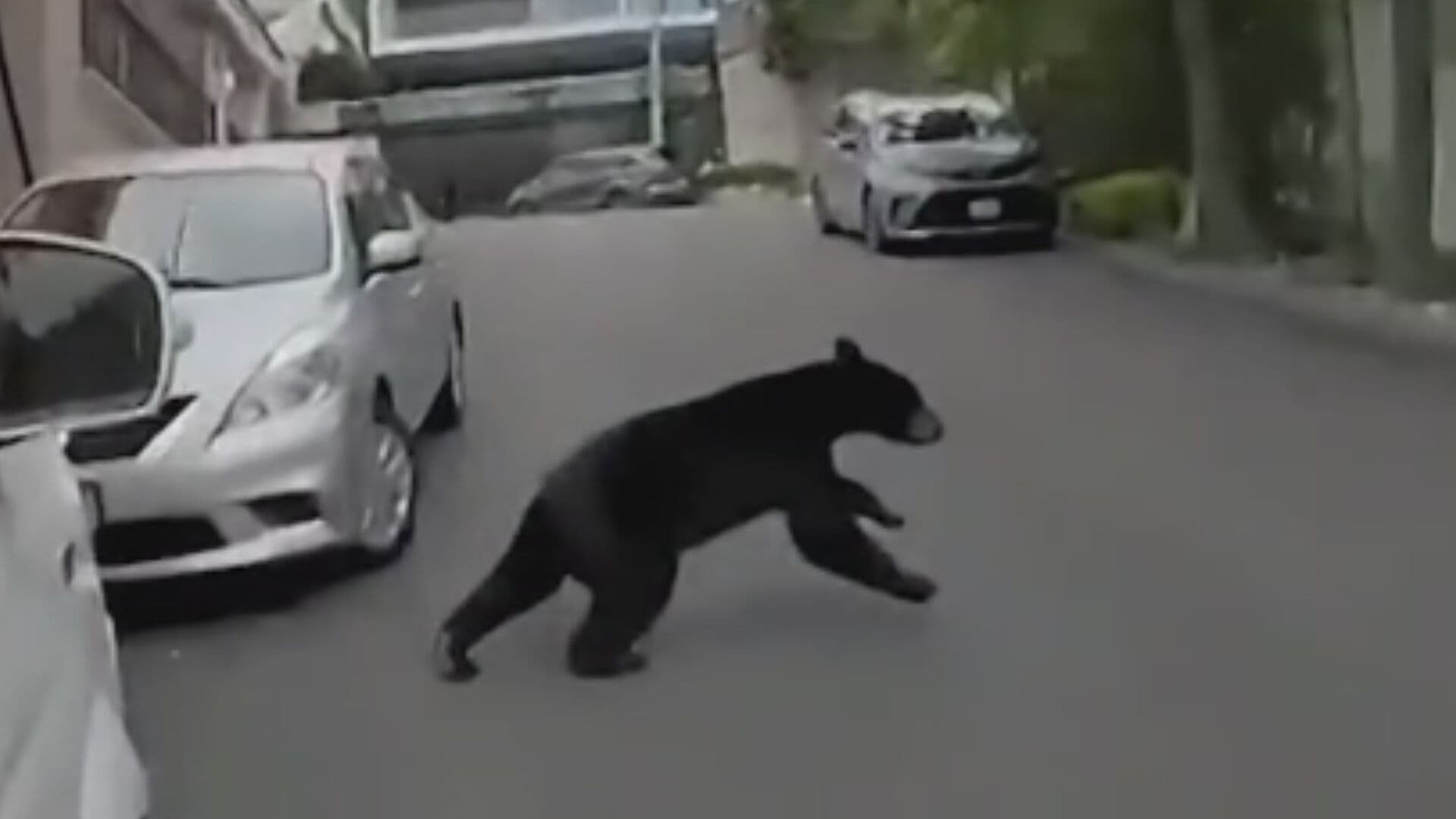 Video | Repartidor Corre y se Esconde en Camioneta al Ver a un Oso en Nuevo León