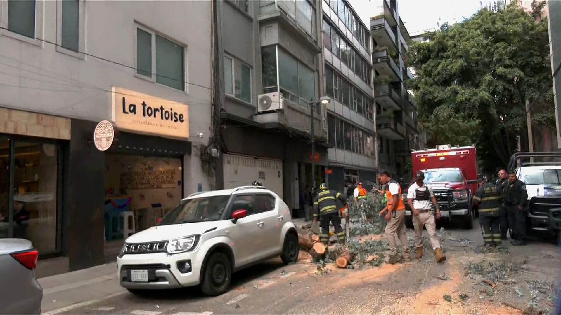 Caída de Árbol en la Colonia Cuauhtémoc Moviliza Cuerpos de Emergencia, CDMX