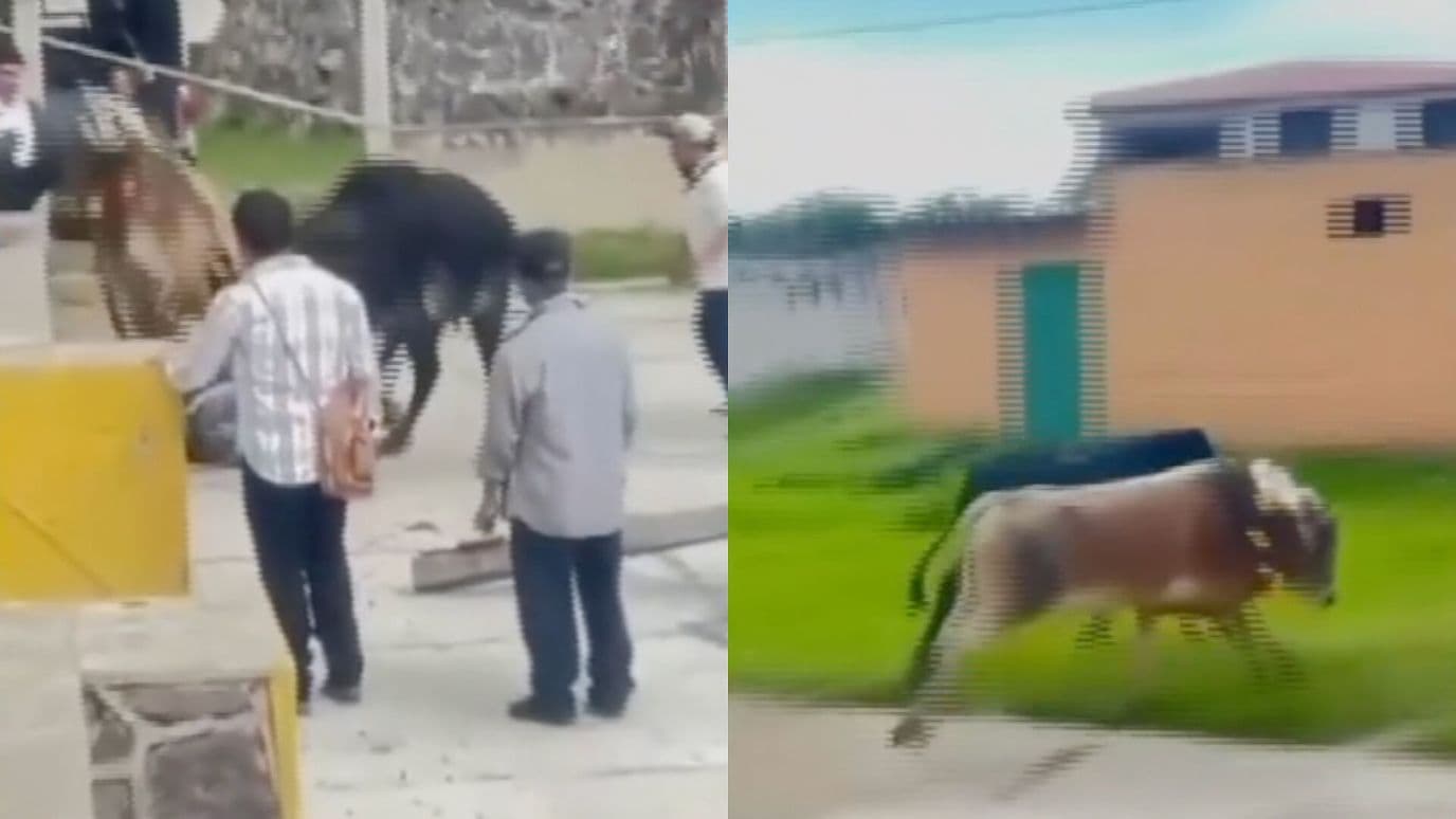 Campesino Embestido Yunta Bueyes La Rasta San Felipe Teotlalcingo Puebla