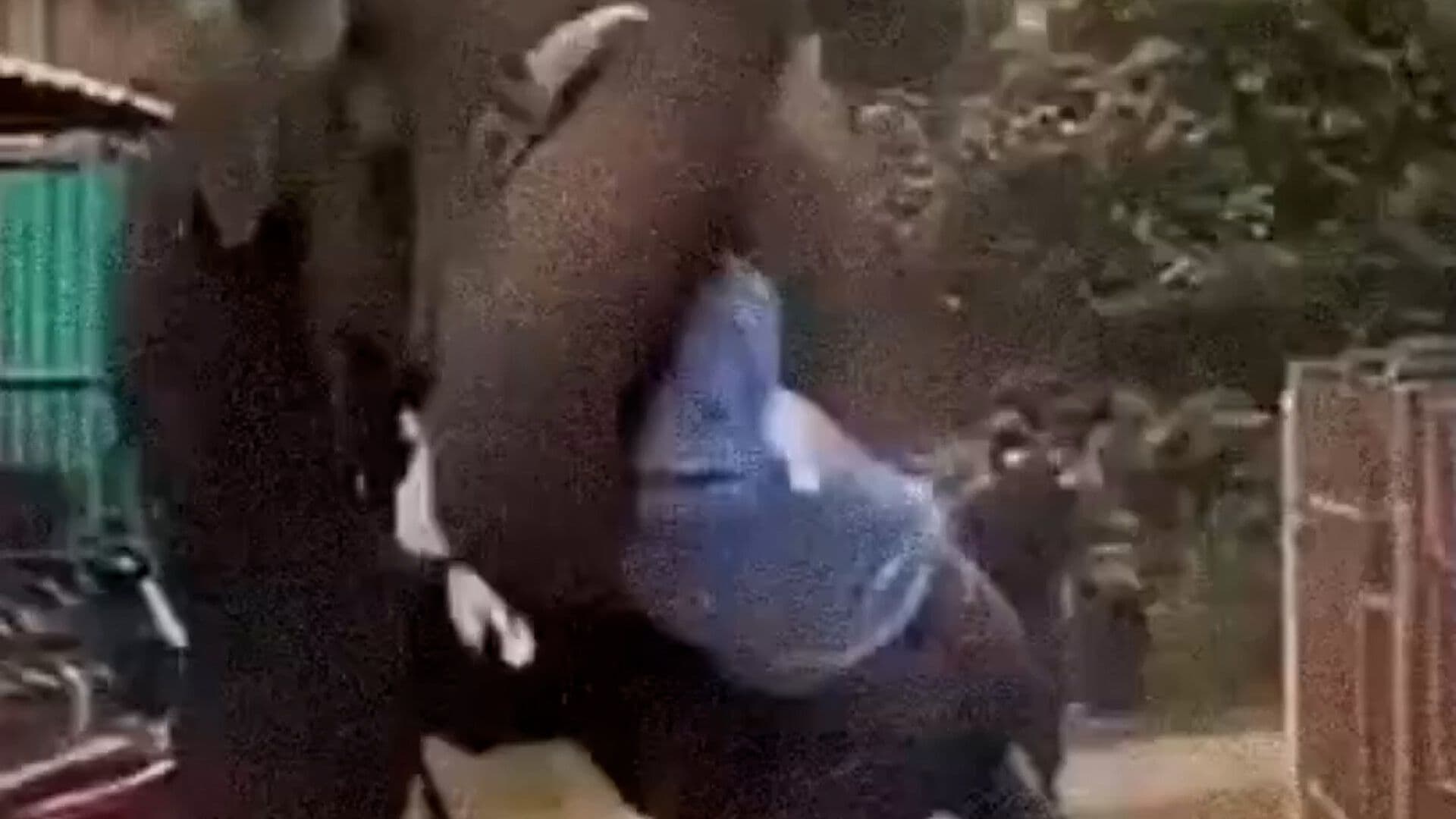 Elefante Ataca a su Cuidador durante Representación de la Epopeya, India