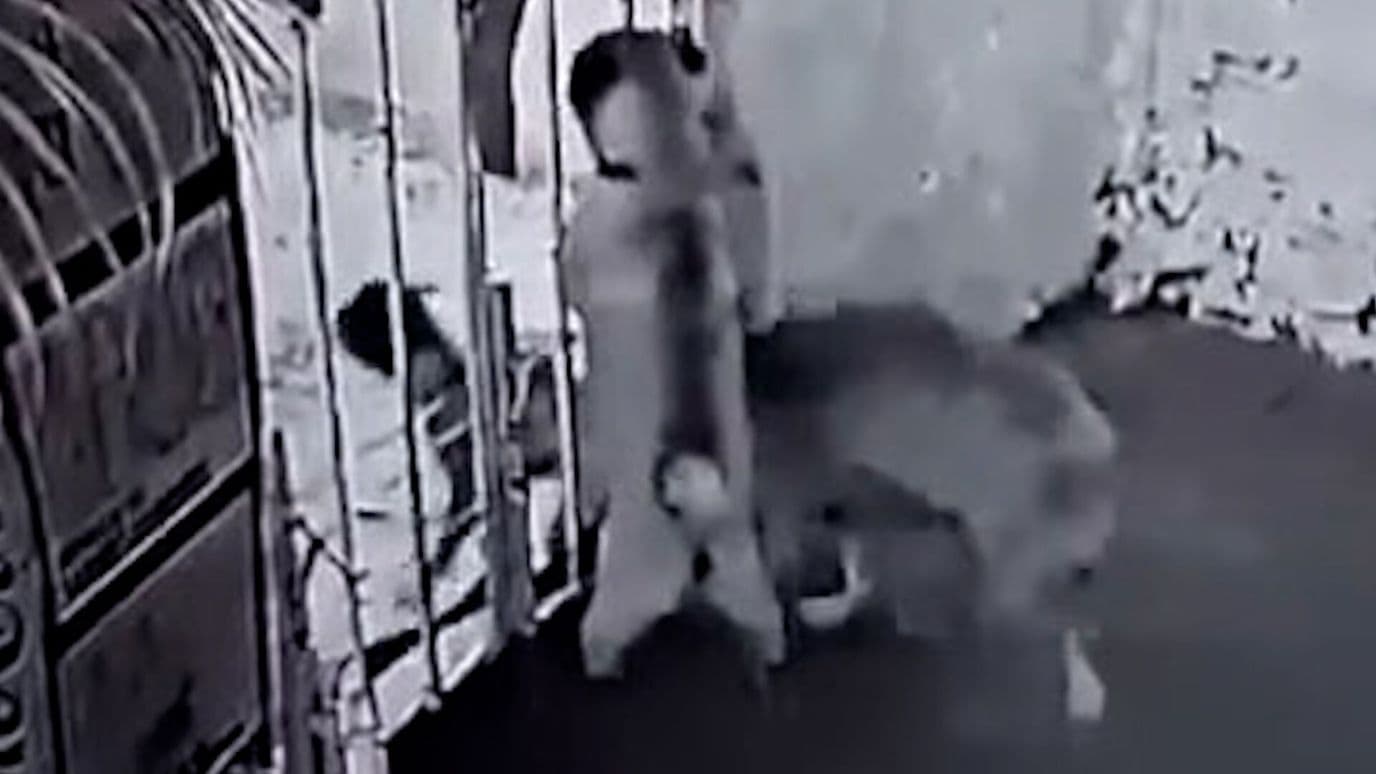 Captan Robo de Mascota Fuera de Domicilio en Oaxaca