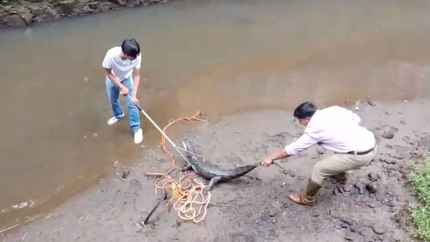 Capturan Cocodrilo en Río San Antonio de Córdoba Veracruz