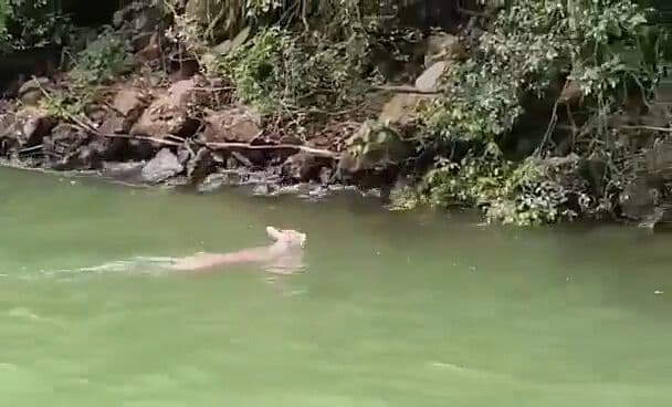 Venado cruza nadando el Cañón del Sumidero en Chiapas
