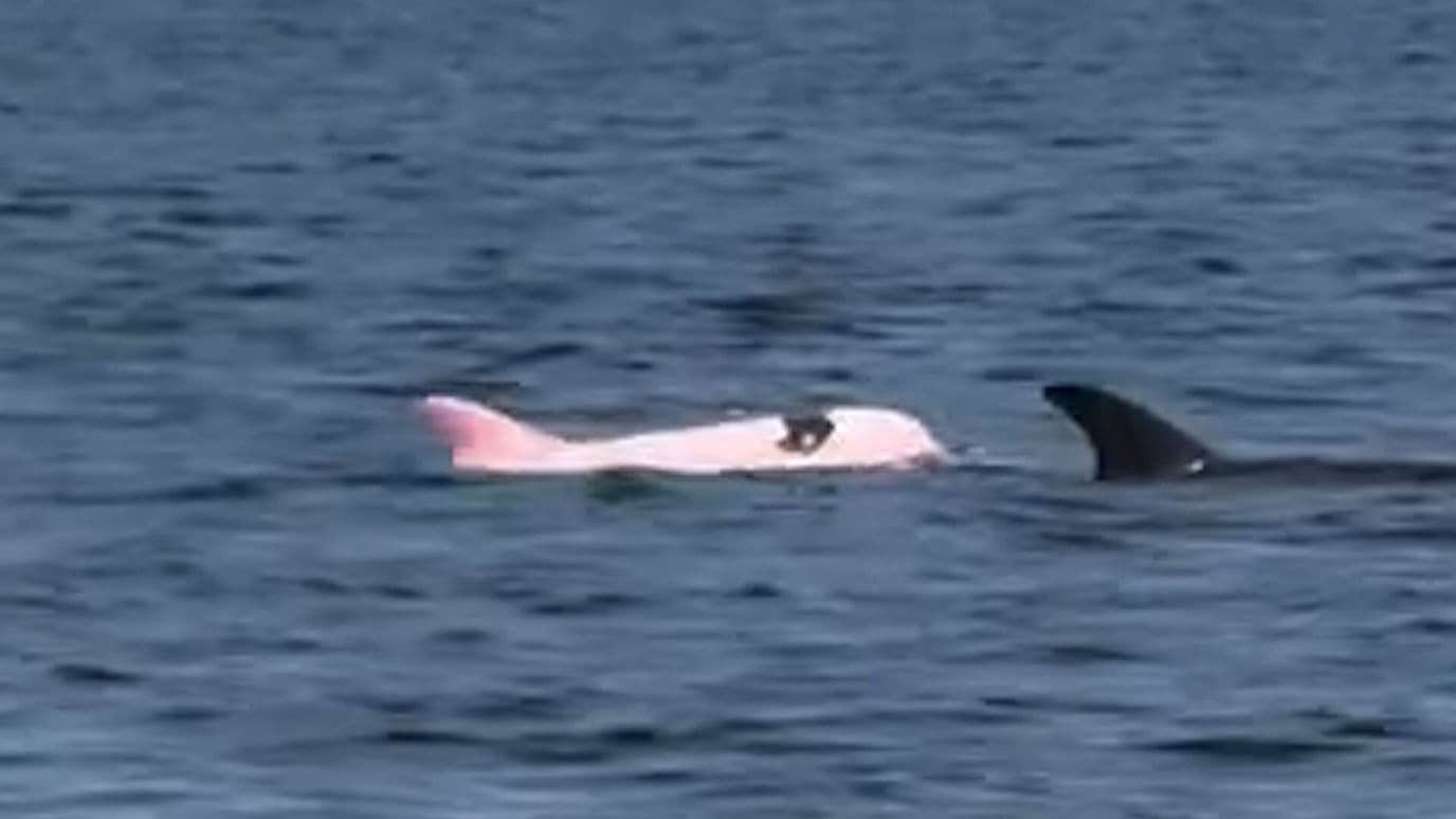 Graban a un Raro Delfín Rosa Nadando en las Playas de Omán