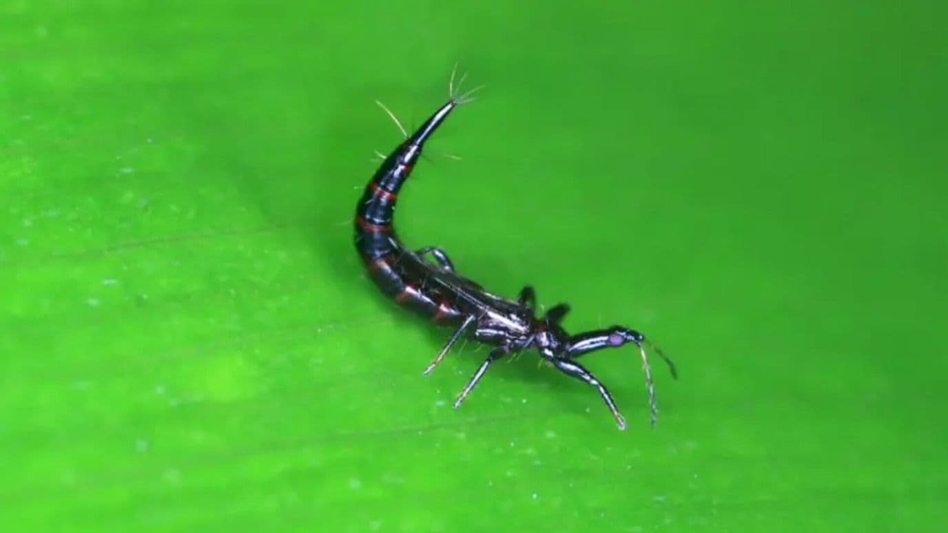 Los Trips: Plaga de Insectos causa Preocupación en Personas de la CDMX