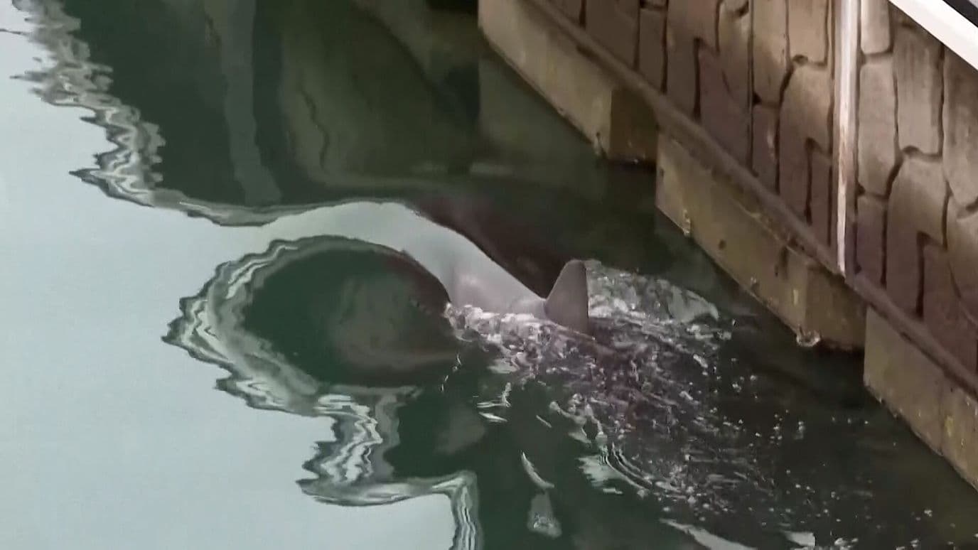 Ya Está Libre el Tiburón Atrapado en un Canal de Corea del Sur