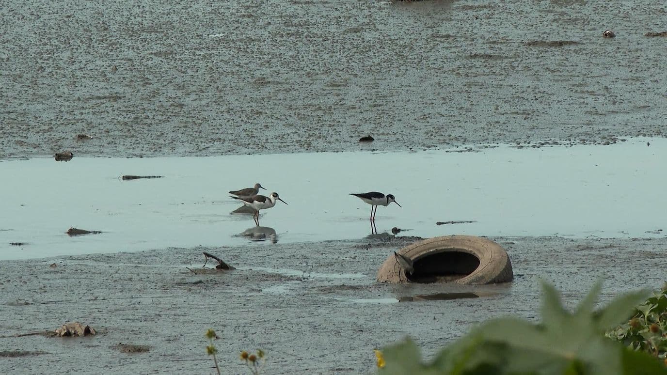 Contaminación en Presa Las Pintas Afecta a Vecinos y Comerciantes