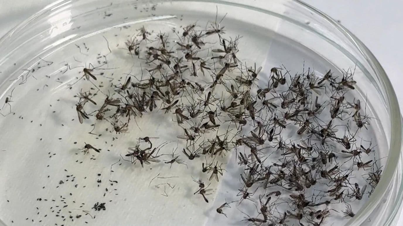 Mosquitos Invaden Áreas de CUCEI; Estudiantes Expresan su Preocupación