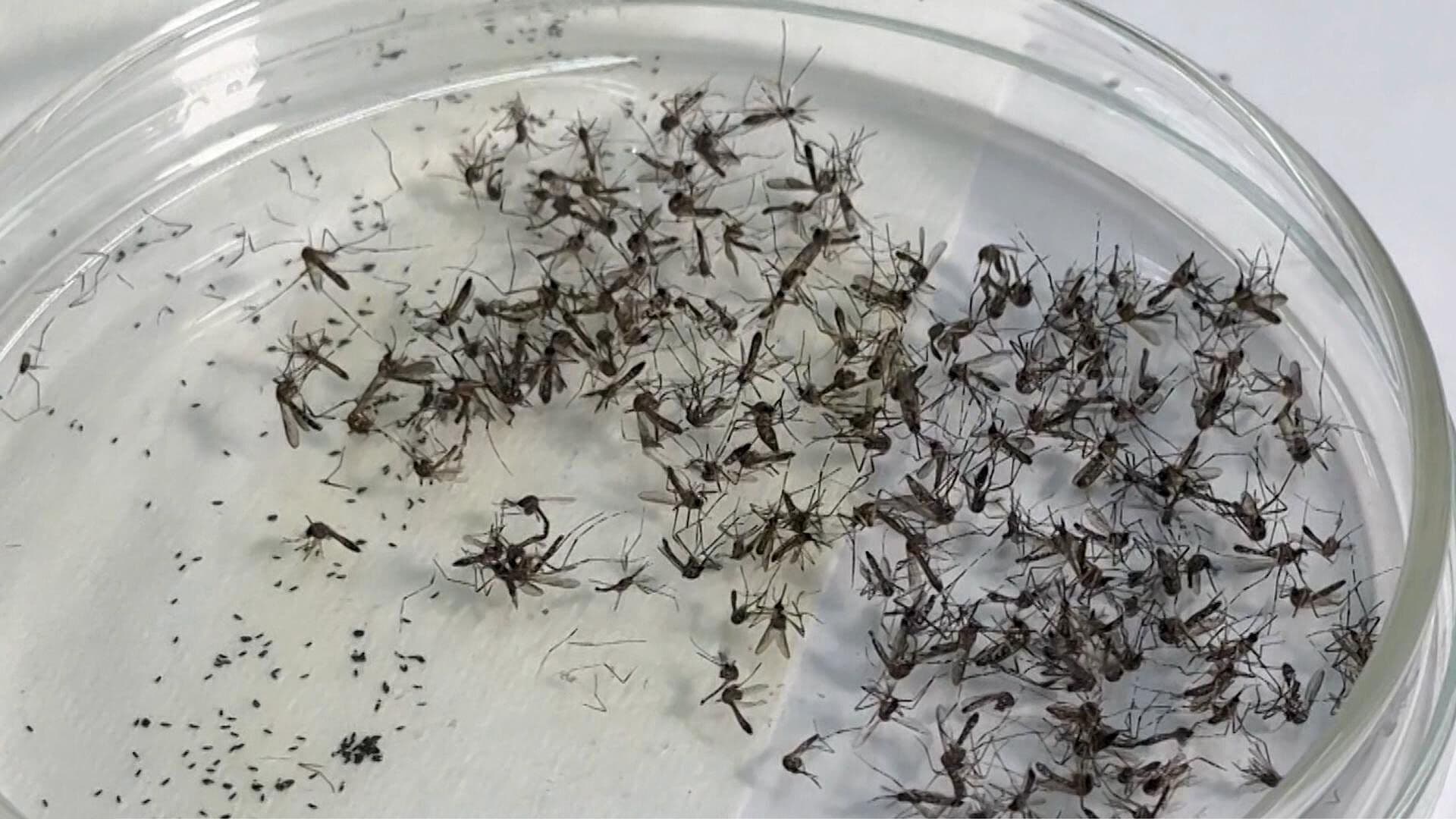 Mosquitos Invaden Áreas de CUCEI; Estudiantes Expresan su Preocupación