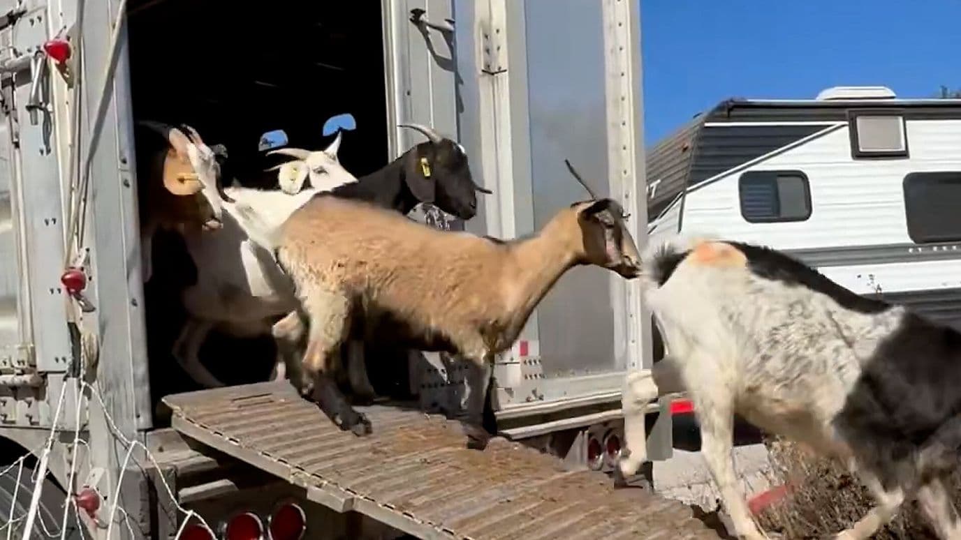 200 Cabras Ayudan a Evitar Incendios Forestales en California