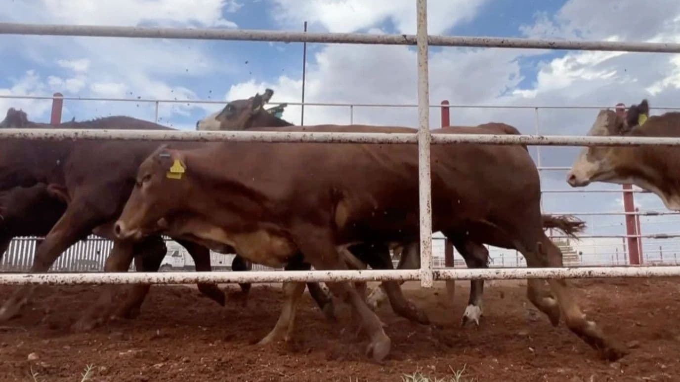 Retoman Exportación de Ganado a Estados Unidos por Frontera de Agua Prieta