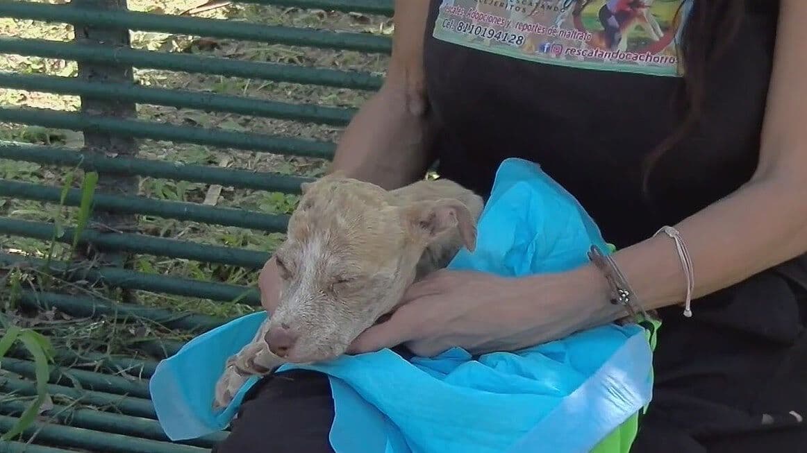 Sobrevive "Milagros" a Maltrato Animal: Denuncian Agresión en El Carmen, NL