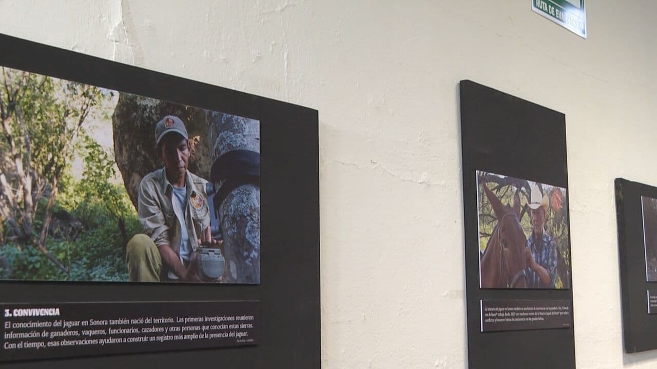 Abren Exposición Fotográfica Muestra al Jaguar Sonorense en Hermosillo
