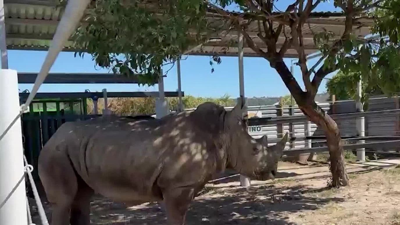 Adaptan a 4 Rinocerontes que Llegaron al Zoológico de Guadalajara
