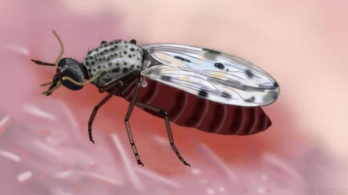 Primera Muerte por Virus Shamonda, ¿Qué Hay que Saber?