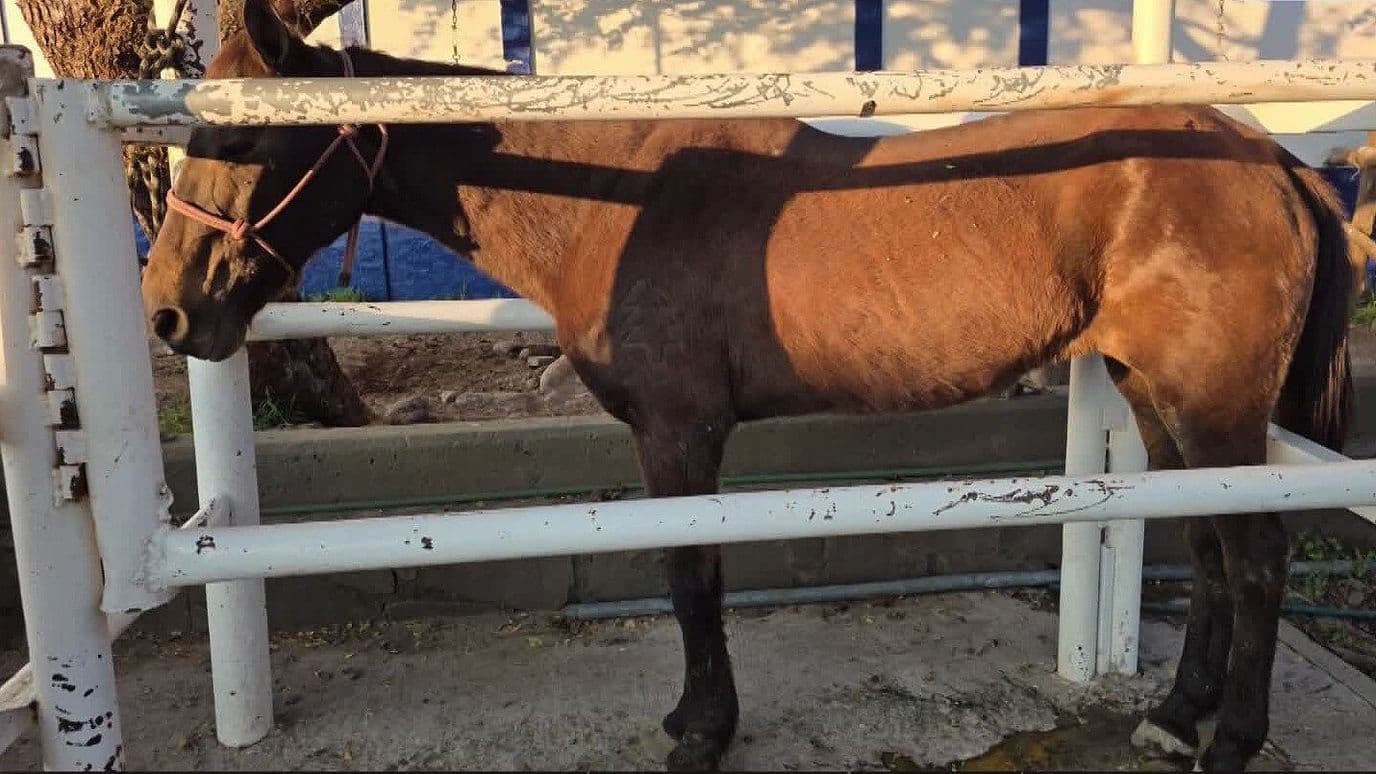 Localizan 2 Caballos en Estado de Desnutrición en Guadalajara