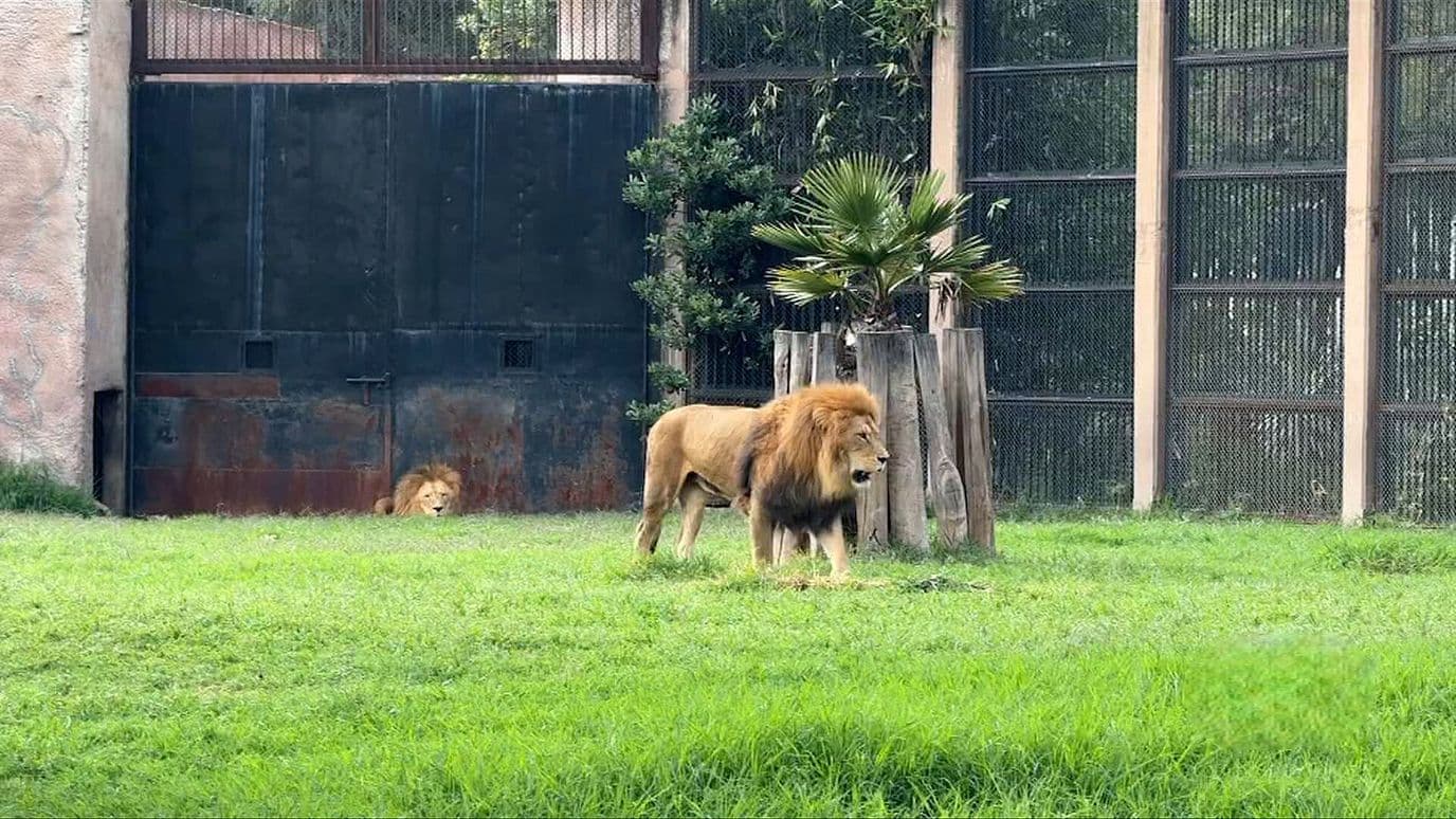 Exigen Información sobre Salud de Especies en Zoológicos de la CDMX