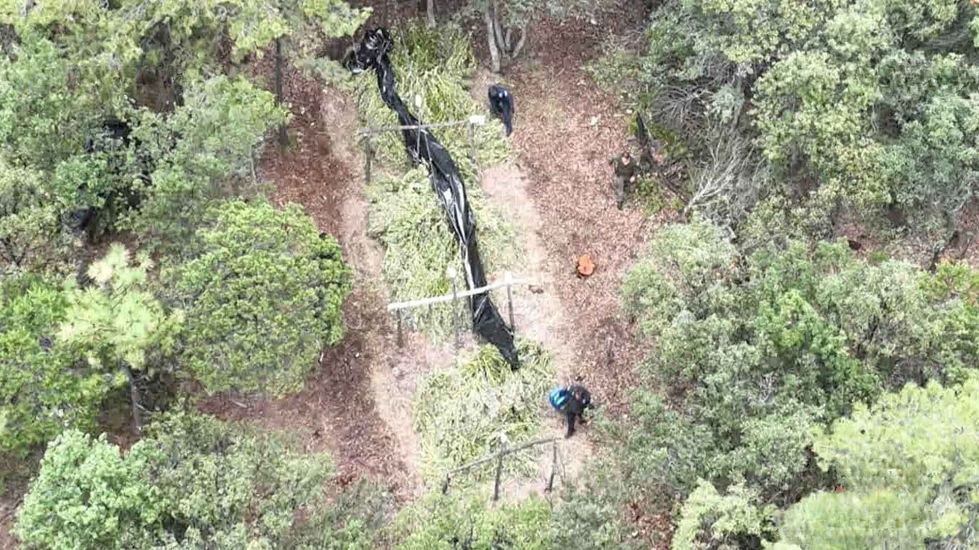 Destruyen Tres Plantíos de Marihuana en el Municipio de Guerrero, Chihuahua