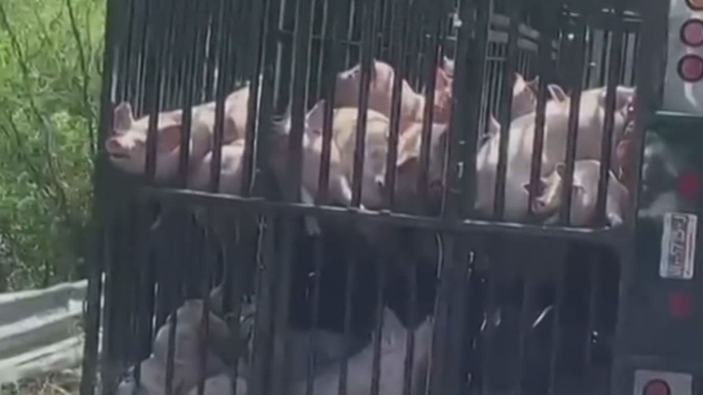 Puercos Muertos y Heridos tras Volcadura de Tráiler en Guerrero