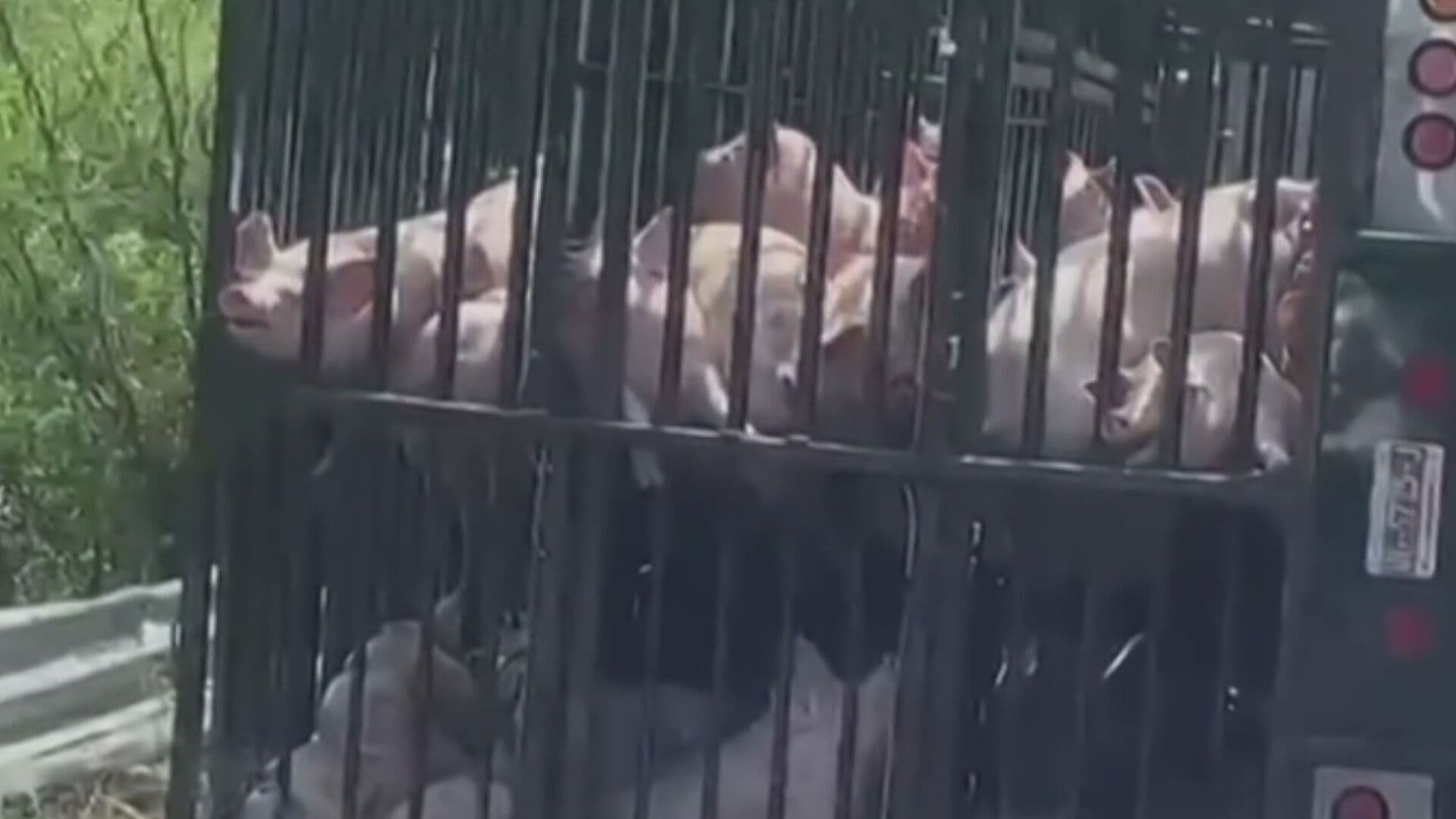 Puercos Muertos y Heridos tras Volcadura de Tráiler en Guerrero