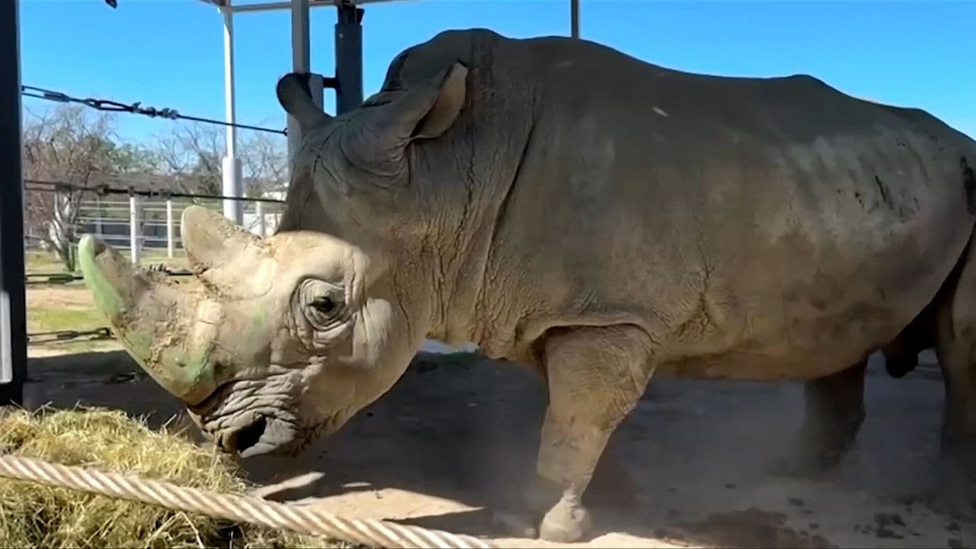 Zoológico de Guadalajara Alberga 4 Rinocerontes Blancos Procedentes de Francia