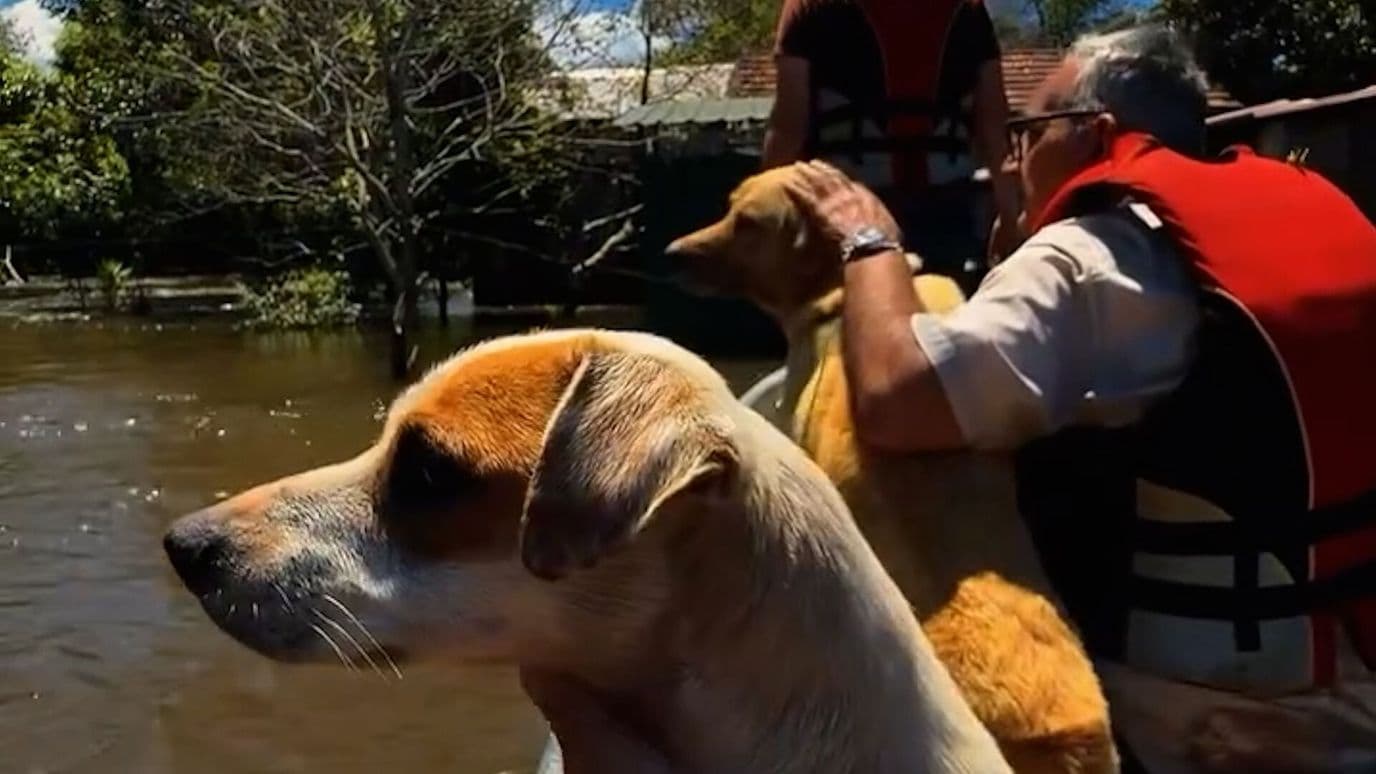 Así Rescatan a Animales de Inundaciones en Paraguay