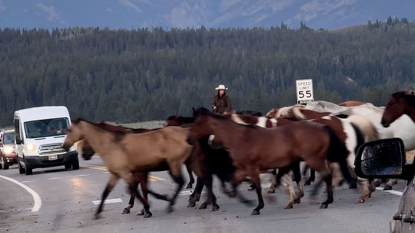 Con paisaje de fondo, caballos cruzan carretera en Wyoming, Estados Unidos
