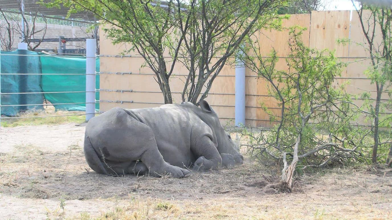 Llegan Cuatro Rinocerontes de Europa al Zoológico de Guadalajara