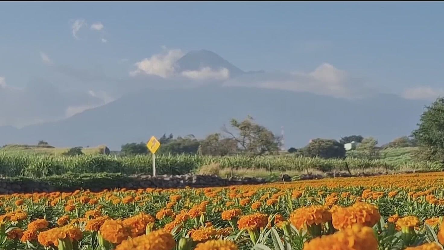 Campos de Cempasúchil en Colima: Flores, Fotos y Sabores para el Día de Muertos