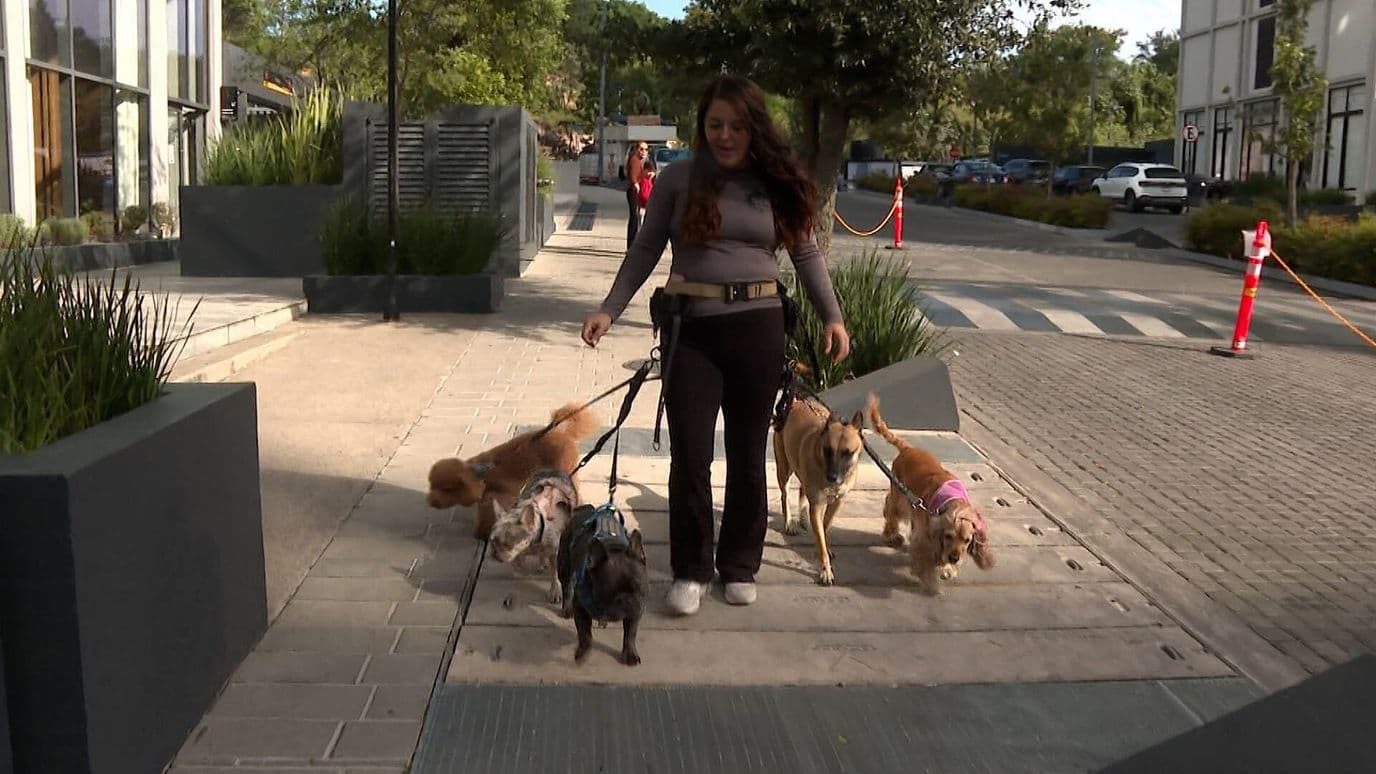 Paseadores Caninos en Guadalajara: Un Trabajo Basado en la Confianza y el Cuidado
