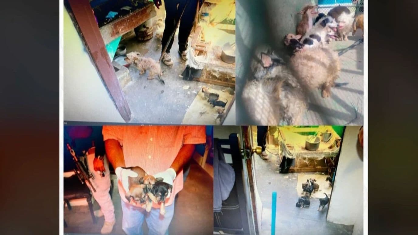 Rescatan a Perros tras Denuncian de Maltrato Animal en Ciudad Obregón